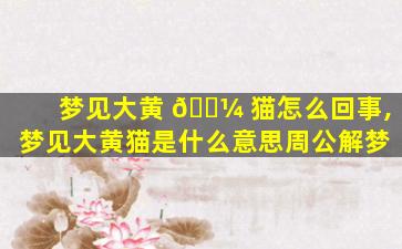 梦见大黄 🌼 猫怎么回事,梦见大黄猫是什么意思周公解梦